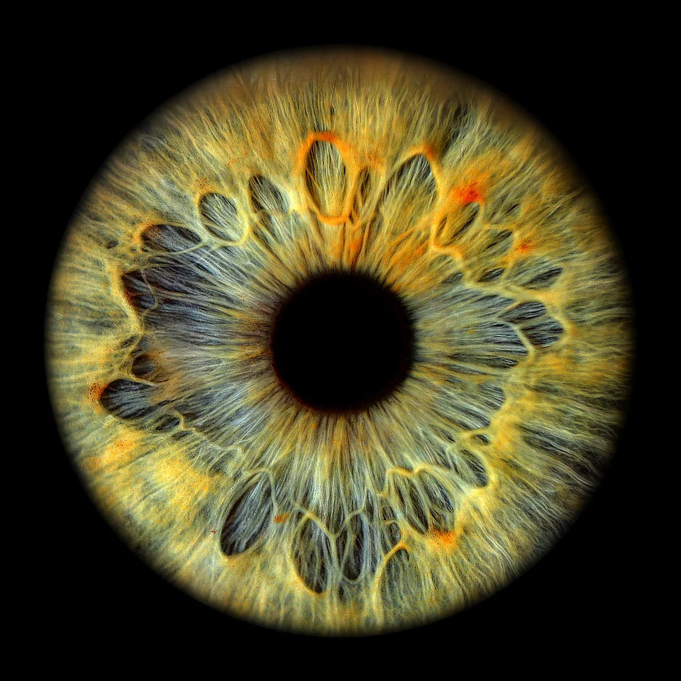 Grün & Gold – grün-goldene Iris als Motivbeispiel; gestaltet wird mit deinen eigenen Irisbildern.