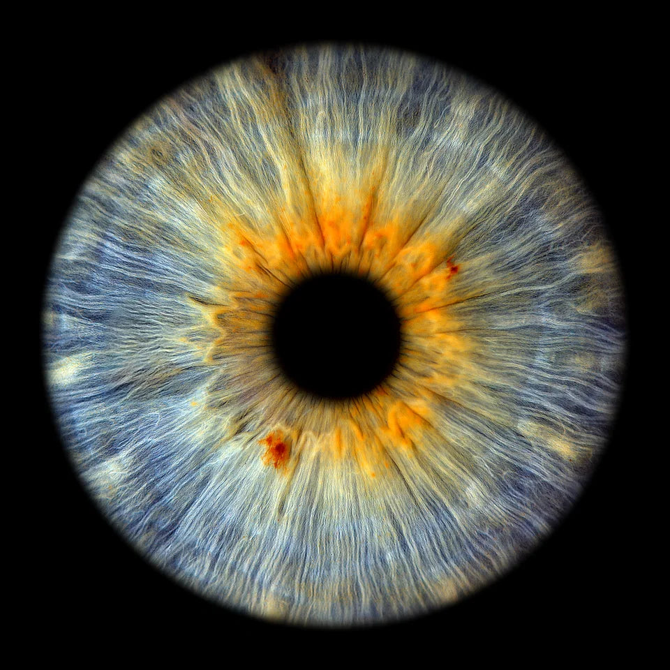 Blau & Gold – blau-goldene Iris als Motivbeispiel; gestaltet wird mit deinen eigenen Irisbildern.